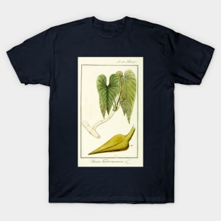 Mature Heartleaf Philodendron - Philodendron hederaceum - Botanical Illustration T-Shirt